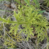 Lycopodiella cernua (L.) Pic.Serm.